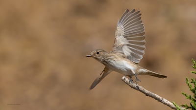 Benekli Sinekkapan - Muscicapa striata kuş fotoğrafı