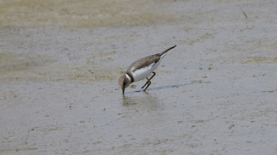 Halkalı cılıbıt (Charadrius hiaticula) - Çorum / İskilip kuş fotoğrafı