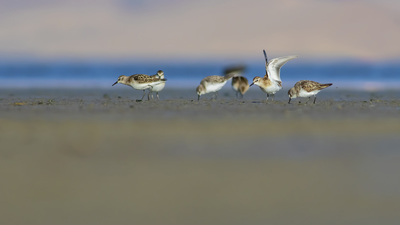 Küçük Kumkuşu (Calidris minuta) - Van / İpekyolu kuş fotoğrafı