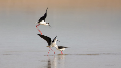 Uzunbacak (Himantopus himantopus) - Ankara / Gölbaşı kuş fotoğrafı
