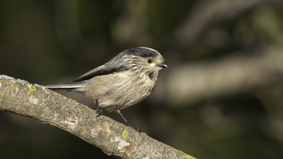 Uzunkuyruklu Baştankara - Aegithalos caudatus kuş fotoğrafı
