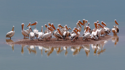 Ak Pelikan - Pelecanus onocrotalus kuş fotoğrafı
