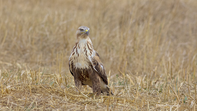 Kızıl Şahin - Buteo rufinus kuş fotoğrafı