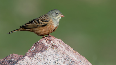 Kirazkuşu - Emberiza hortulana kuş fotoğrafı
