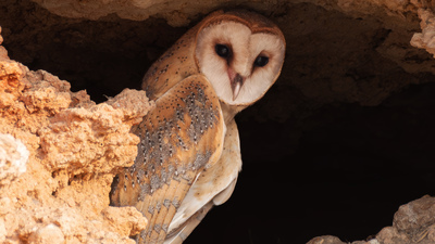 Peçeli Baykuş - Tyto alba kuş fotoğrafı