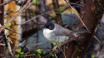 Maskeli Ötleğen - Curruca melanocephala kuş fotoğrafı