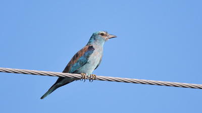 Gökkuzgun - Coracias garrulus kuş fotoğrafı
