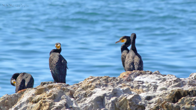 Karabatak - Phalacrocorax carbo kuş fotoğrafı
