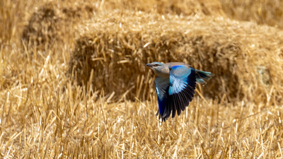 Gökkuzgun - Coracias garrulus kuş fotoğrafı