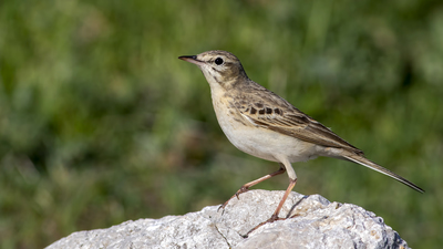 Kır İncirkuşu - Anthus campestris kuş fotoğrafı