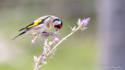 Saka - Carduelis carduelis kuş fotoğrafı