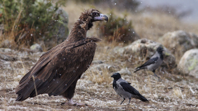Kara Akbaba - Aegypius monachus kuş fotoğrafı