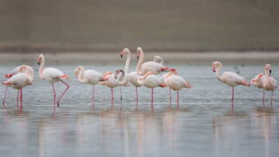 Flamingo