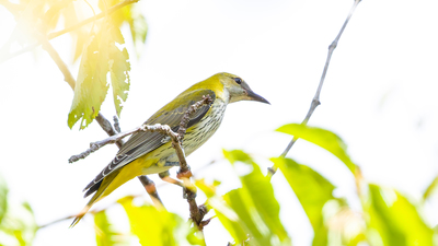 Sarıasma (Oriolus oriolus) - Kırklareli / Merkez kuş fotoğrafı