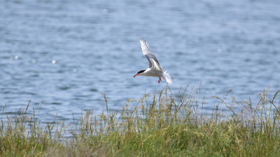 Sumru - Sterna hirundo kuş fotoğrafı