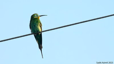 Yeşil Arıkuşu (Merops persicus) - KKTC / Güzelyurt kuş fotoğrafı