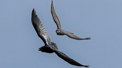 Atmaca