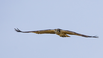 Balık kartalı (Pandion haliaetus) - Edirne / Merkez kuş fotoğrafı