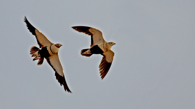 Bağırtlak - Pterocles orientalis kuş fotoğrafı