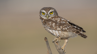 Kukumav (Athene noctua) - Ankara / Gölbaşı kuş fotoğrafı