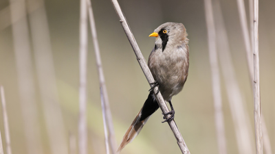 Bıyıklı Baştankara - Panurus biarmicus kuş fotoğrafı