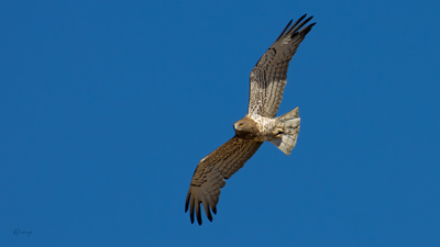 Yılan Kartalı - Circaetus gallicus kuş fotoğrafı