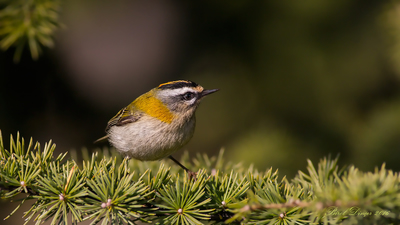 Sürmeli Çalıkuşu - Regulus ignicapilla kuş fotoğrafı