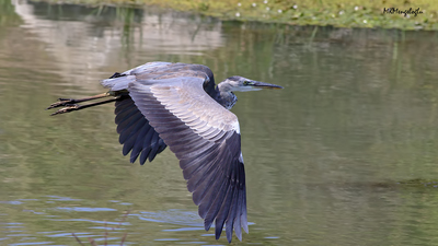 Gri Balıkçıl - Ardea cinerea kuş fotoğrafı