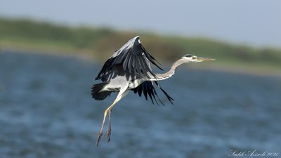Gri Balıkçıl - Ardea cinerea kuş fotoğrafı