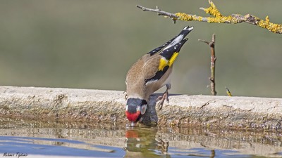 Saka - Carduelis carduelis kuş fotoğrafı