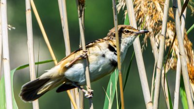 Büyük Kamışçın - Acrocephalus arundinaceus kuş fotoğrafı
