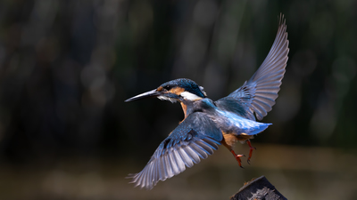 Yalıçapkını - Alcedo atthis kuş fotoğrafı