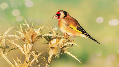 Saka - Carduelis carduelis kuş fotoğrafı