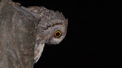 İshakkuşu - Otus scops kuş fotoğrafı