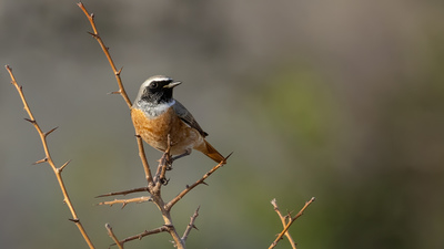 Kızılkuyruk (Phoenicurus phoenicurus) - Malatya / Battalgazi kuş fotoğrafı