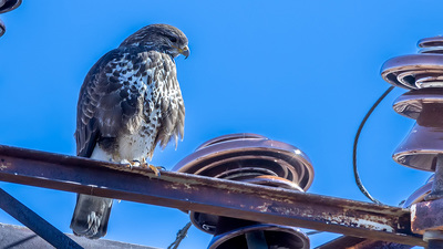 Şahin - Buteo buteo kuş fotoğrafı
