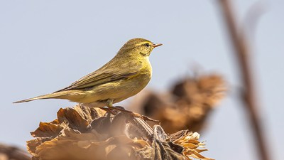 Söğütbülbülü - Phylloscopus trochilus kuş fotoğrafı