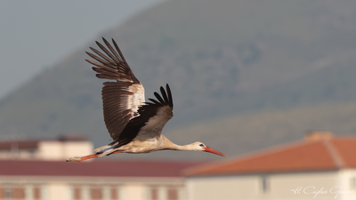 Leylek