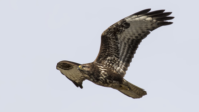 Şahin - Buteo buteo kuş fotoğrafı