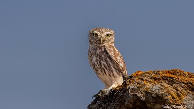 Kukumav - Athene noctua kuş fotoğrafı