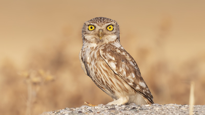 Kukumav - Athene noctua kuş fotoğrafı