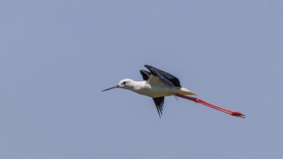 Uzunbacak - Himantopus himantopus kuş fotoğrafı