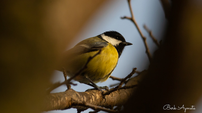 Büyük Baştankara - Parus major kuş fotoğrafı