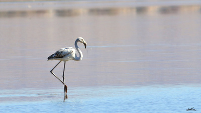 Flamingo (Phoenicopterus roseus) - Konya / Beyşehir kuş fotoğrafı