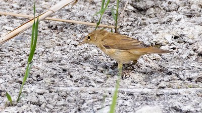 Saz Kamışçını - Acrocephalus scirpaceus kuş fotoğrafı