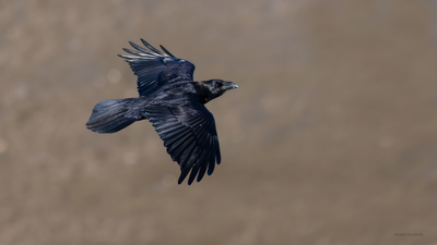 Kuzgun (Corvus corax) - Bilecik / Bozüyük kuş fotoğrafı