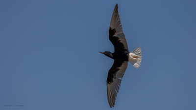 Akkanatlı Sumru - Chlidonias leucopterus kuş fotoğrafı