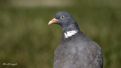 Tahtalı (Columba palumbus) - Bilecik / Bozüyük kuş fotoğrafı