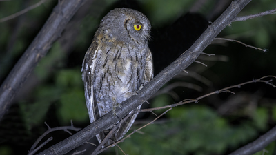 İshakkuşu - Otus scops kuş fotoğrafı