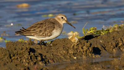 Karakarınlı kumkuşu (Calidris alpina) - Bilecik / Bozüyük kuş fotoğrafı